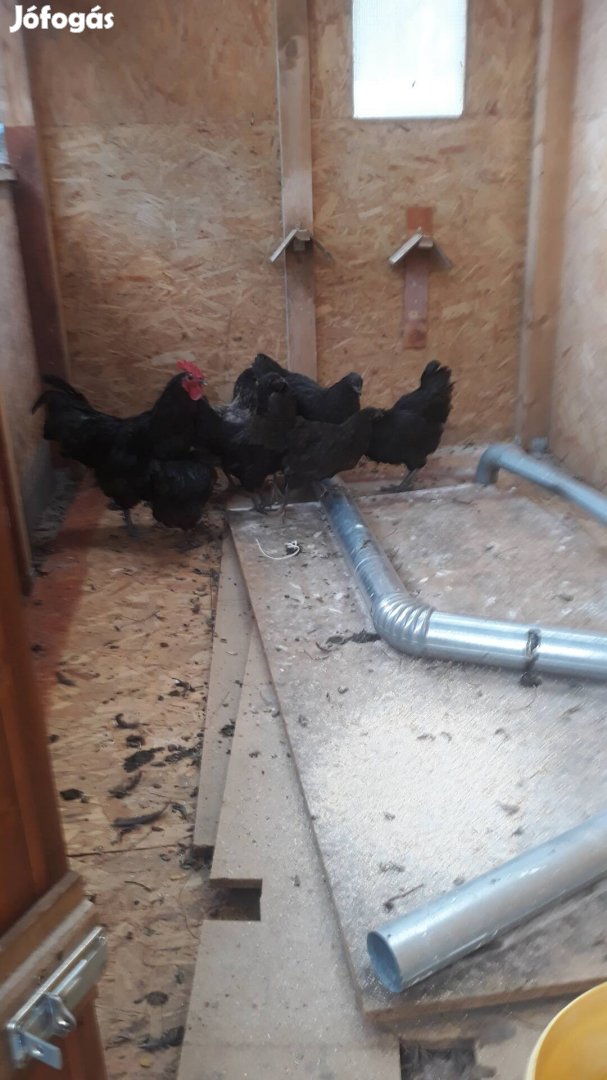 Australorp 7 tyuk 1 kakas csere érdekel