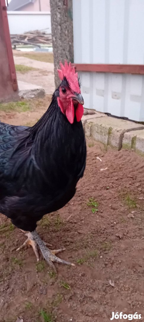 Australorp Kakasok /eladó vagy csere takarmányra