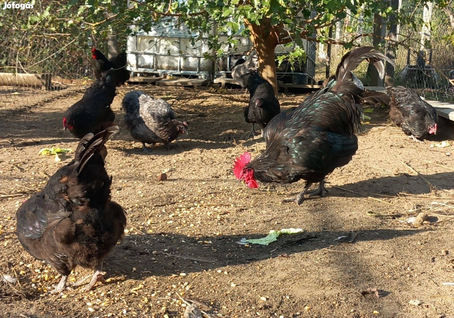 Australorp Tyúk És Kakas