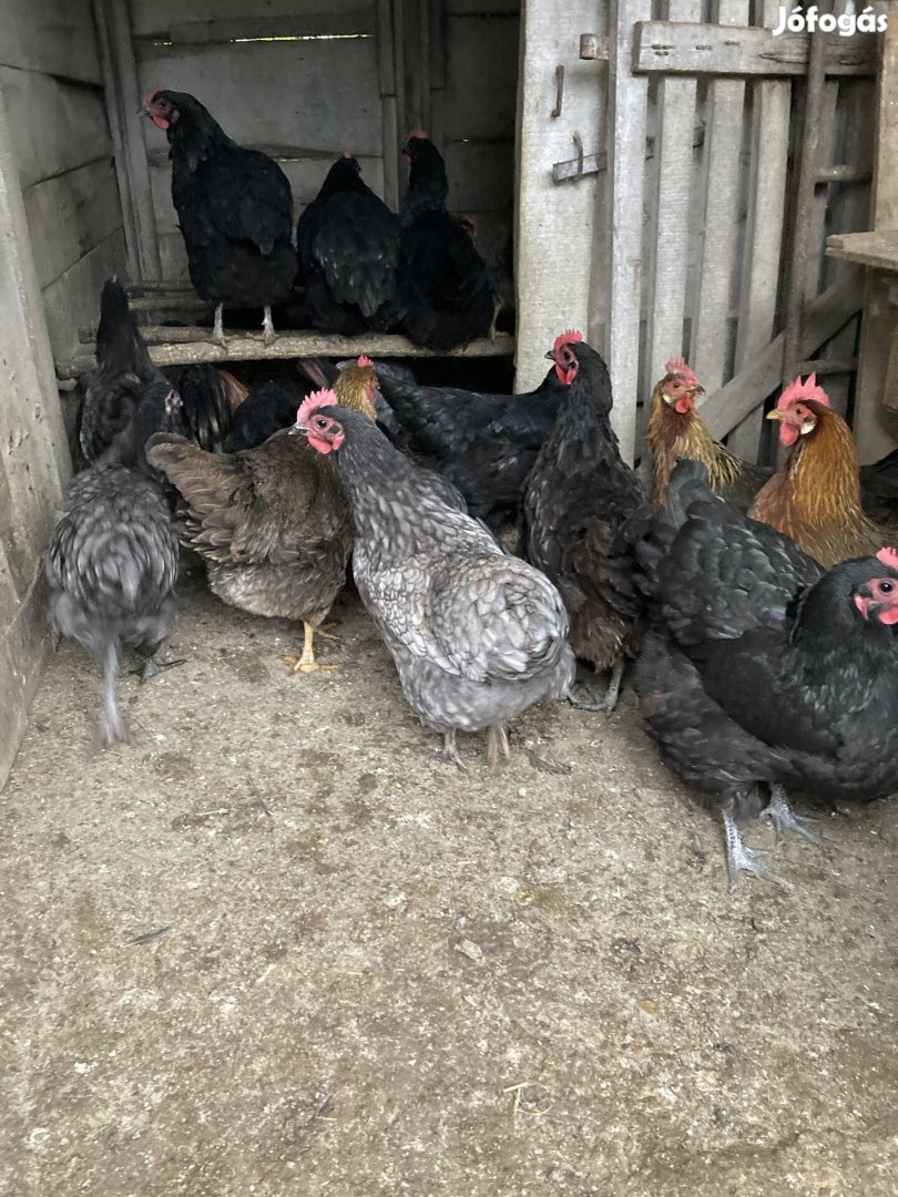 Australorp Tyúkok Eladók