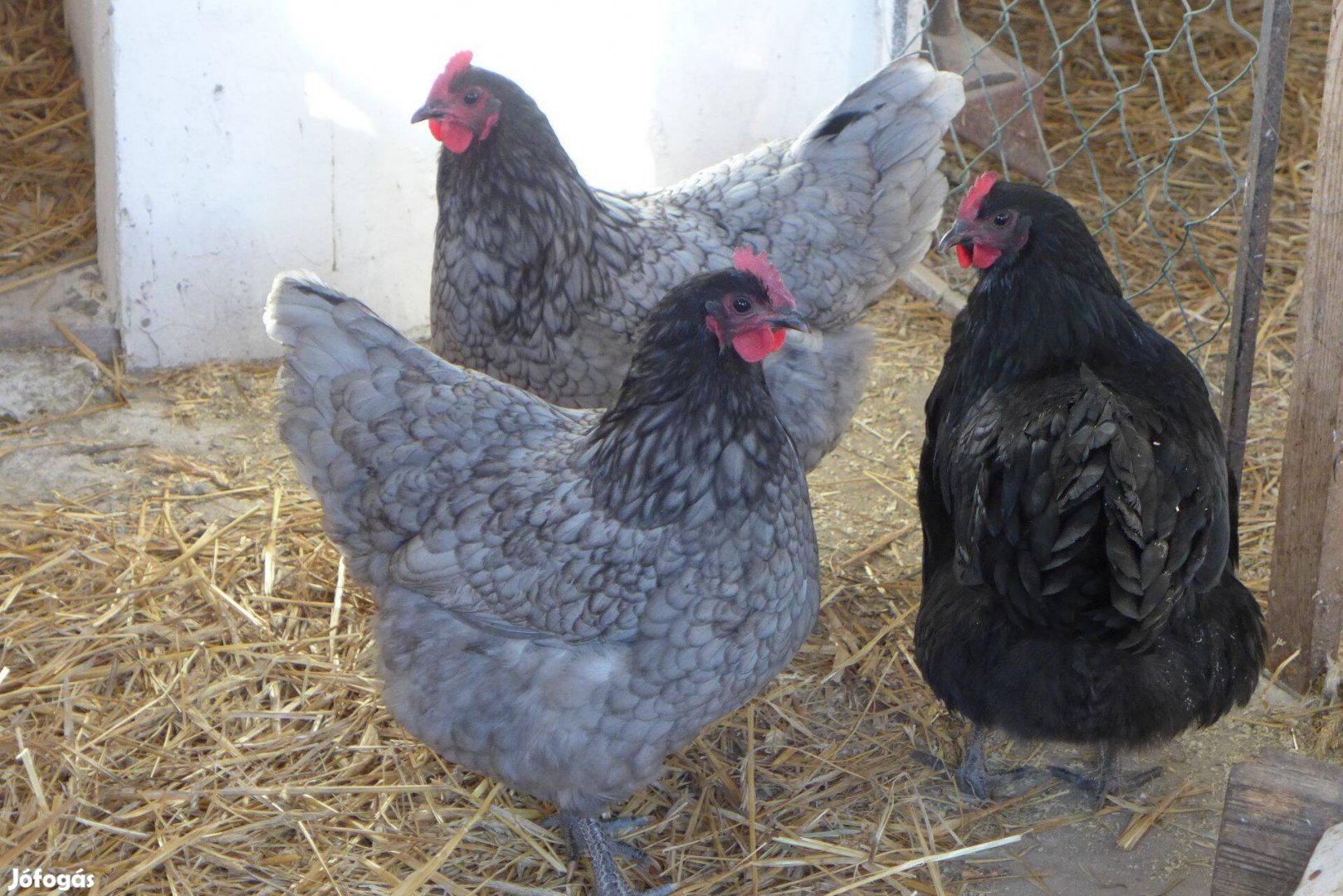 Australorp /ausztralorp/ csibe, csirke, naposcsibe