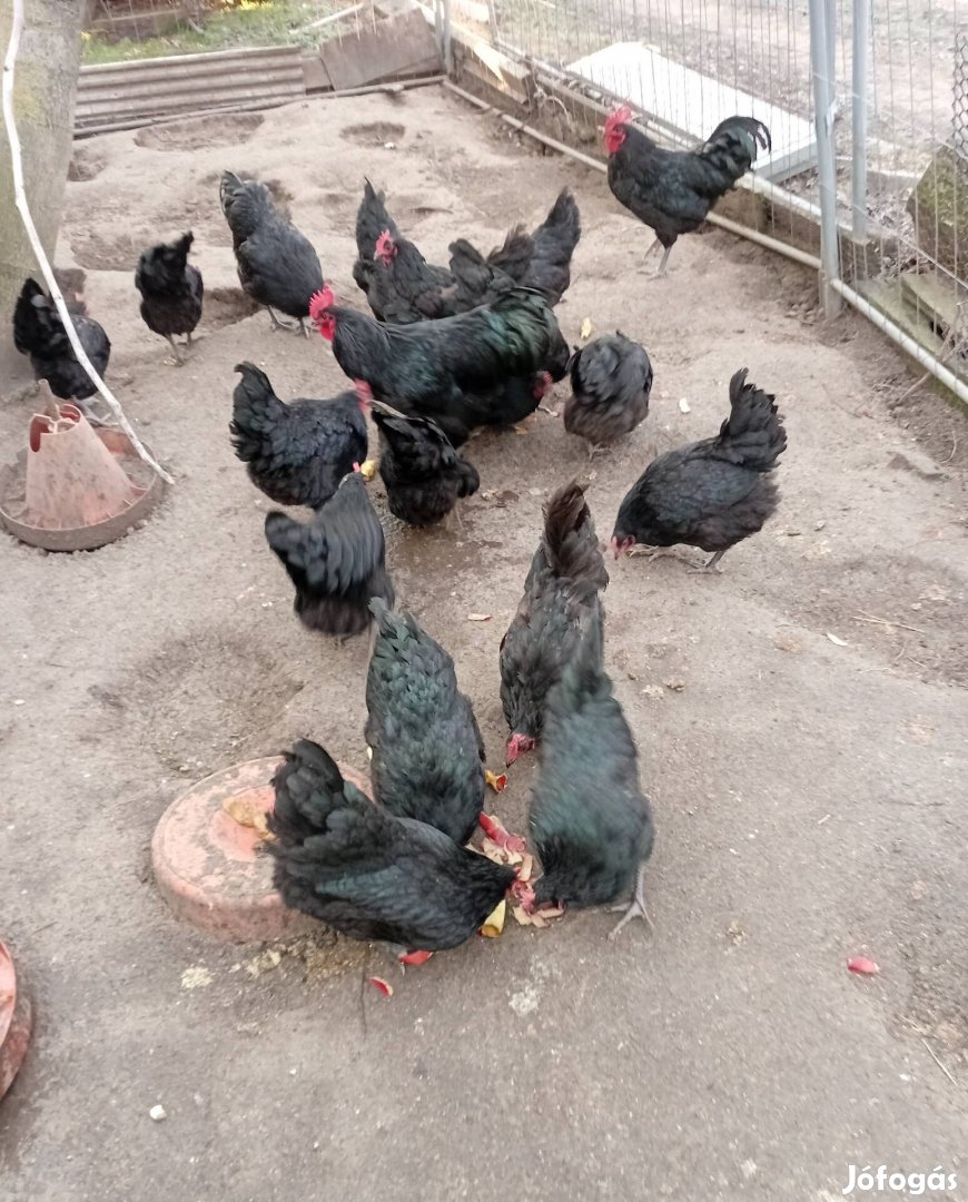 Australorp keltetö tojás!