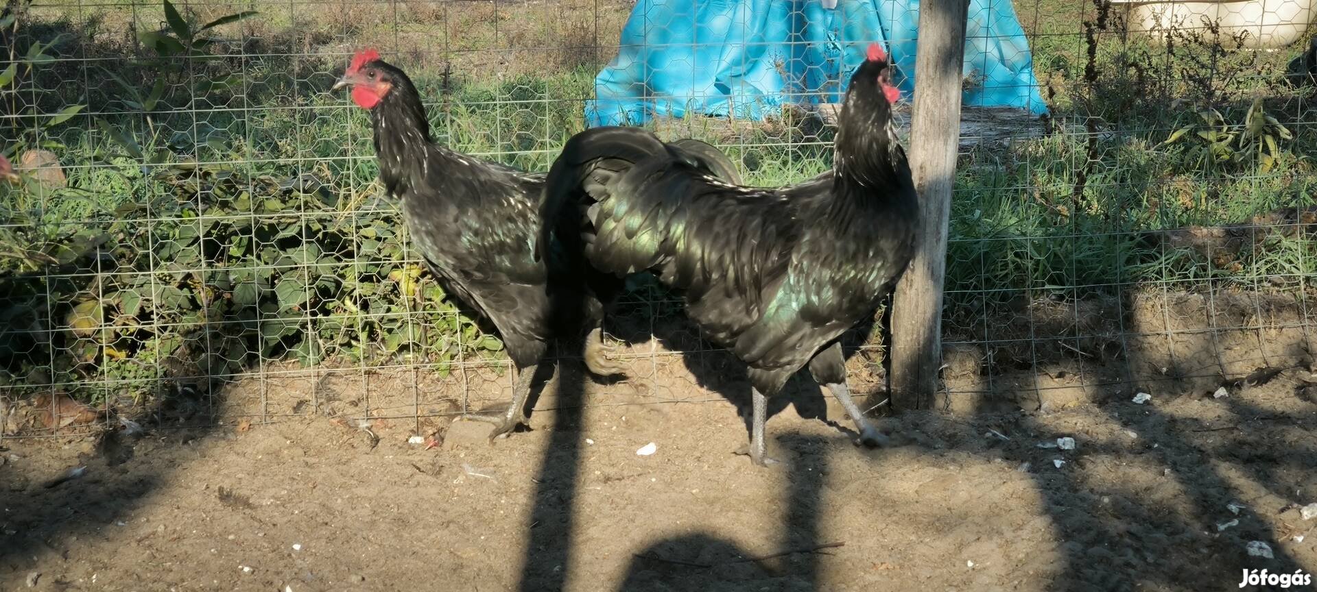 Australorp ausztralorp, wyandotten