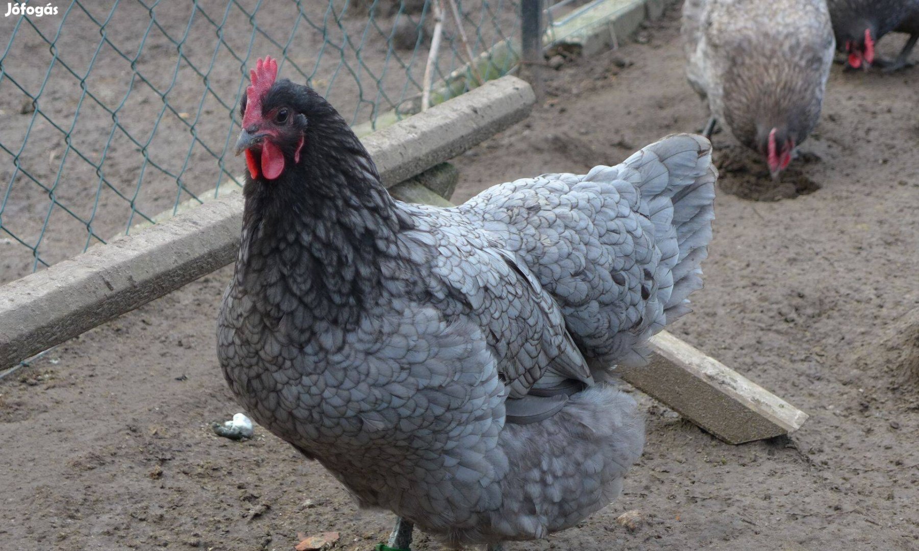 Australorp csibe, naposcsibe, csirke