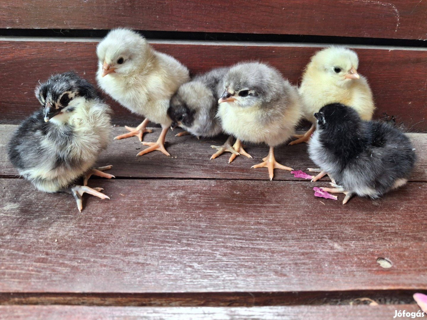 Australorp csirkék