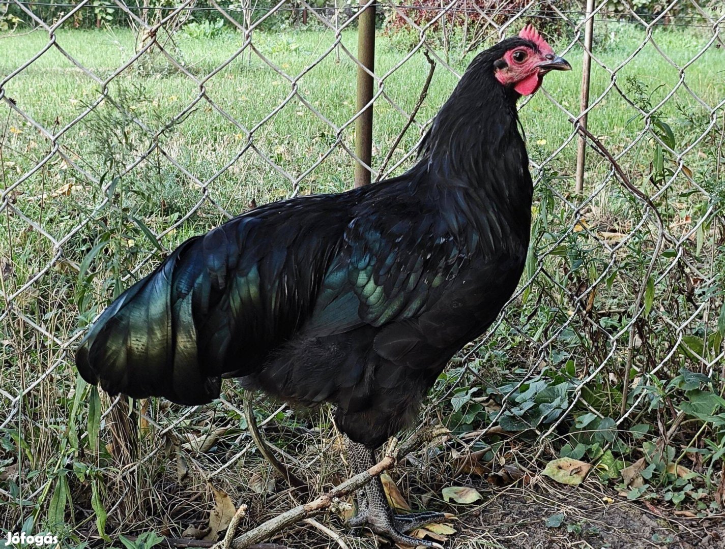 Australorp fekete kakas