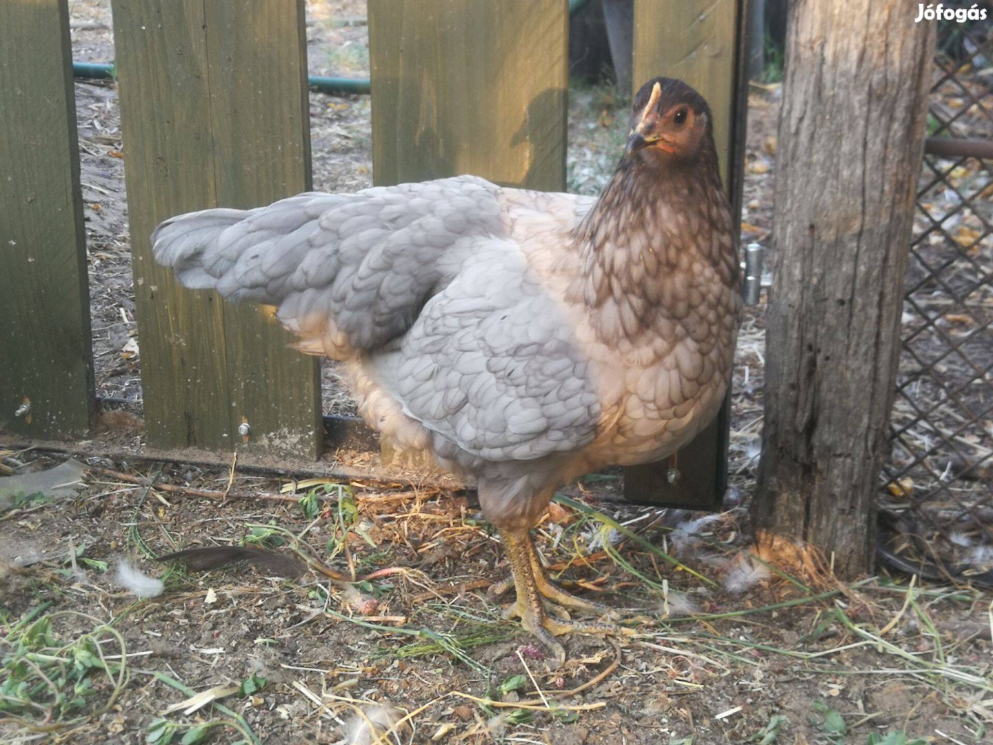 Australorp jércék és kakasok