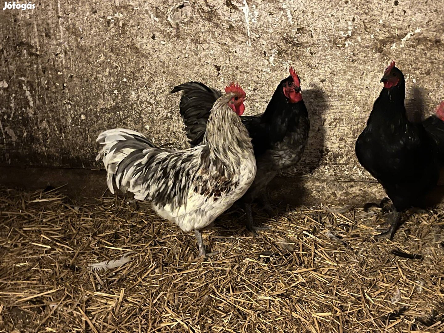 Australorp kakas