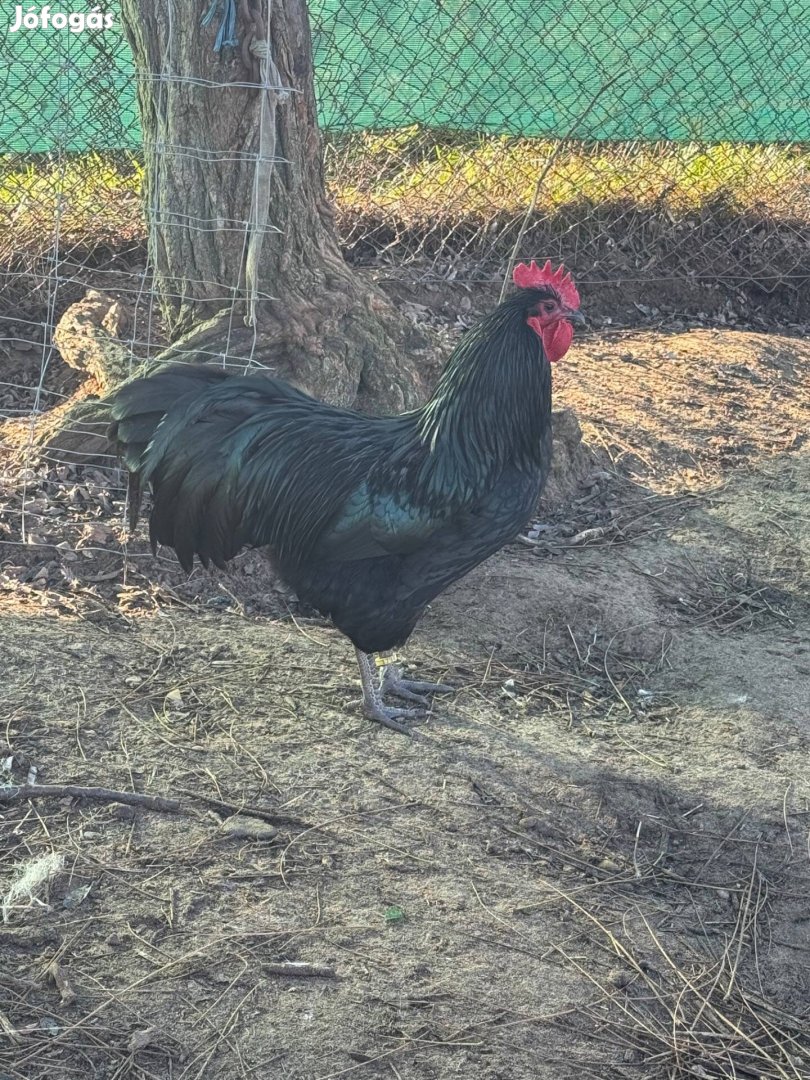 Australorp kakas