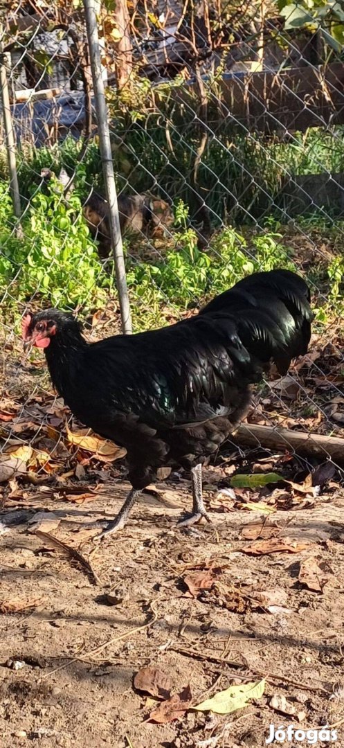 Australorp kakas