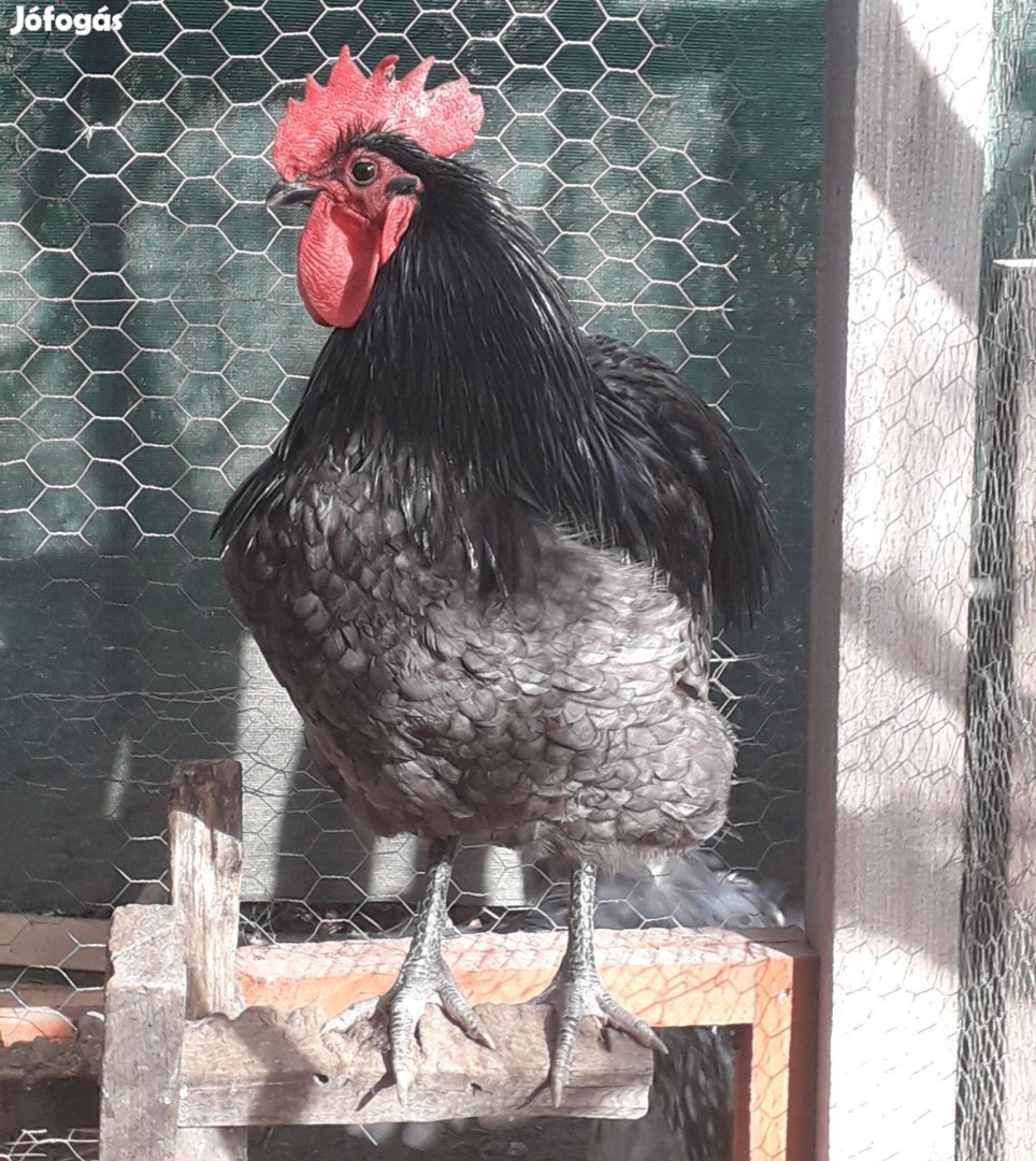 Australorp kakas