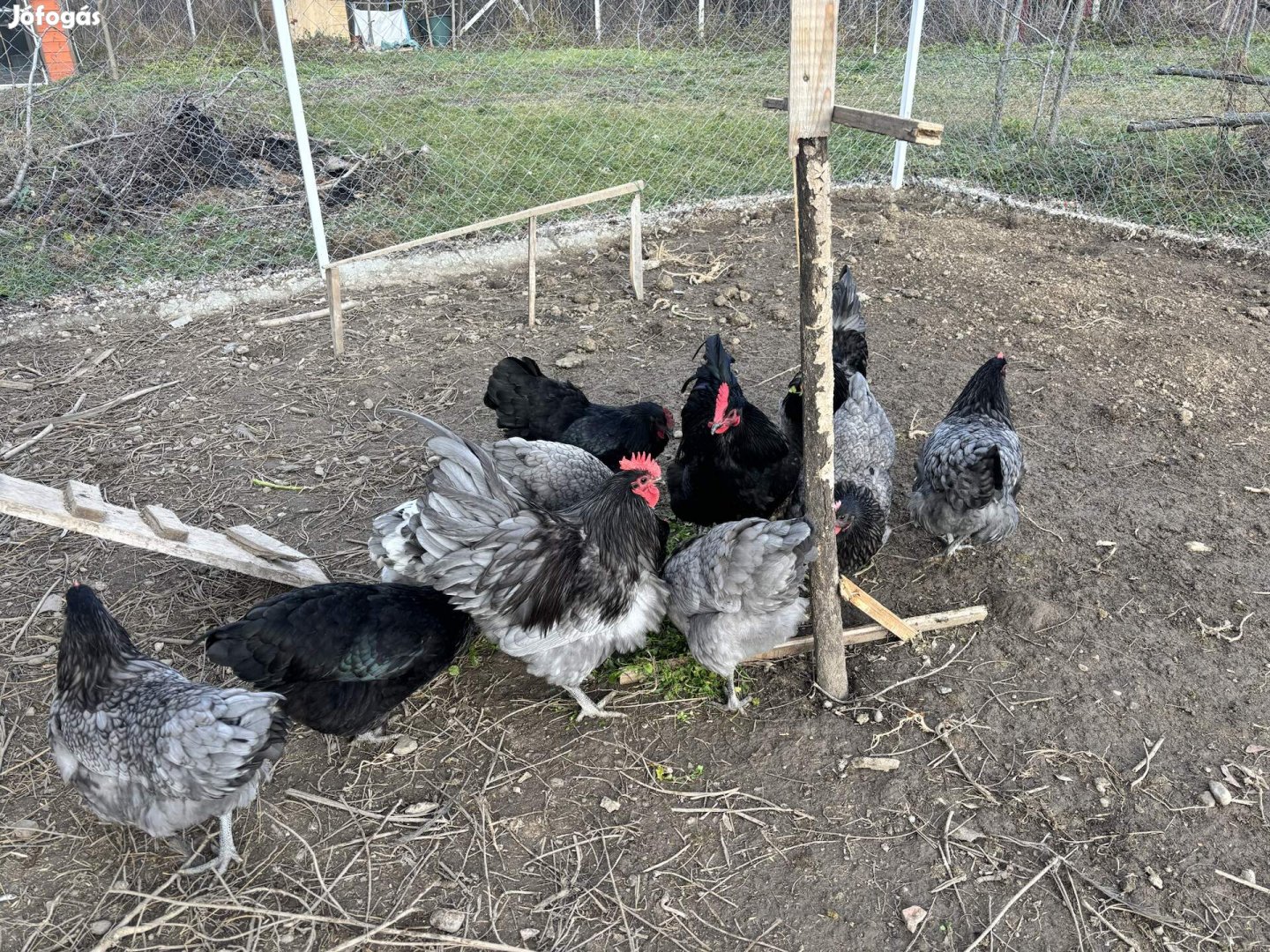 Australorp kakas