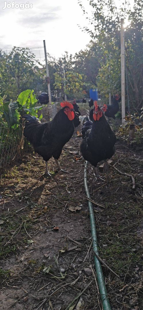 Australorp kakas