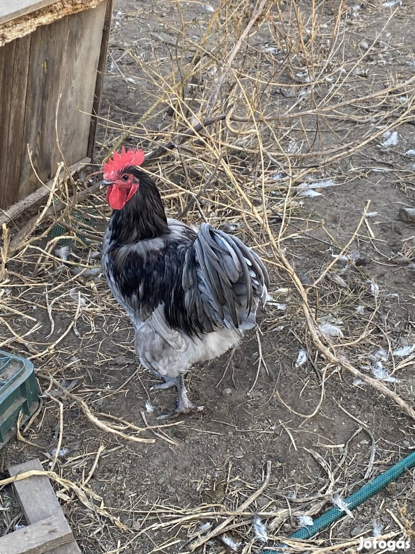 Australorp kakas