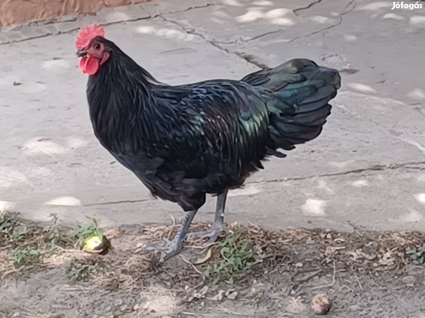 Australorp kakas