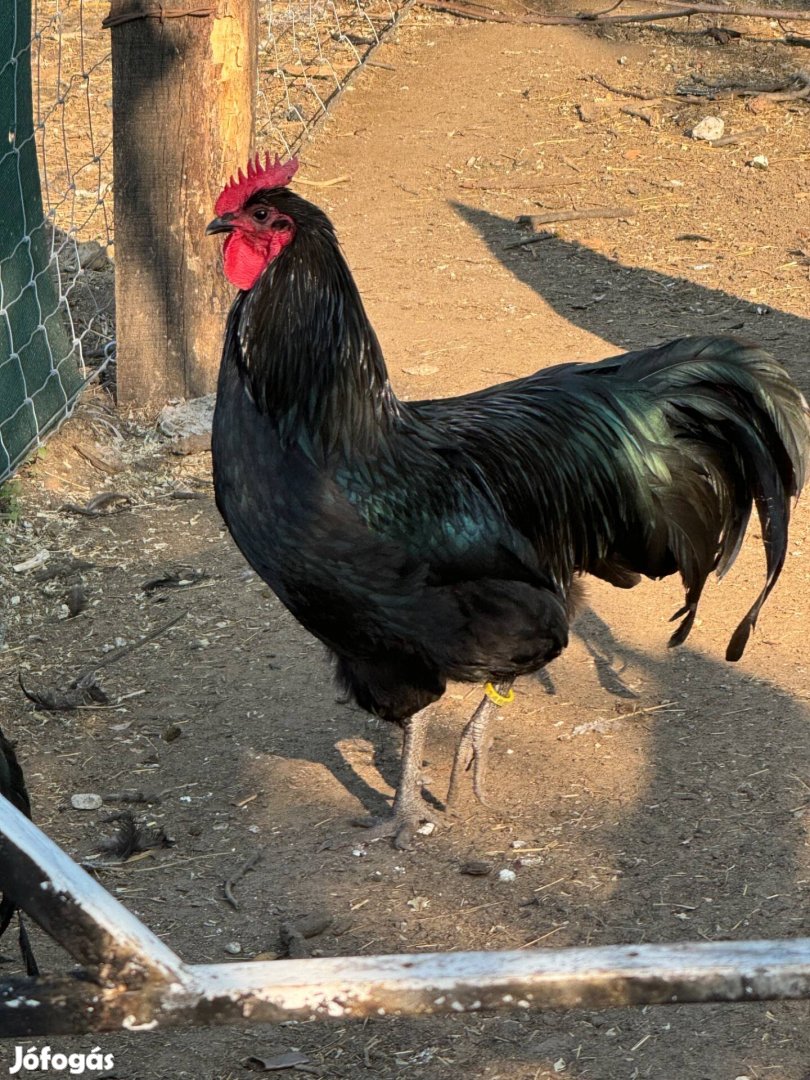 Australorp kakas