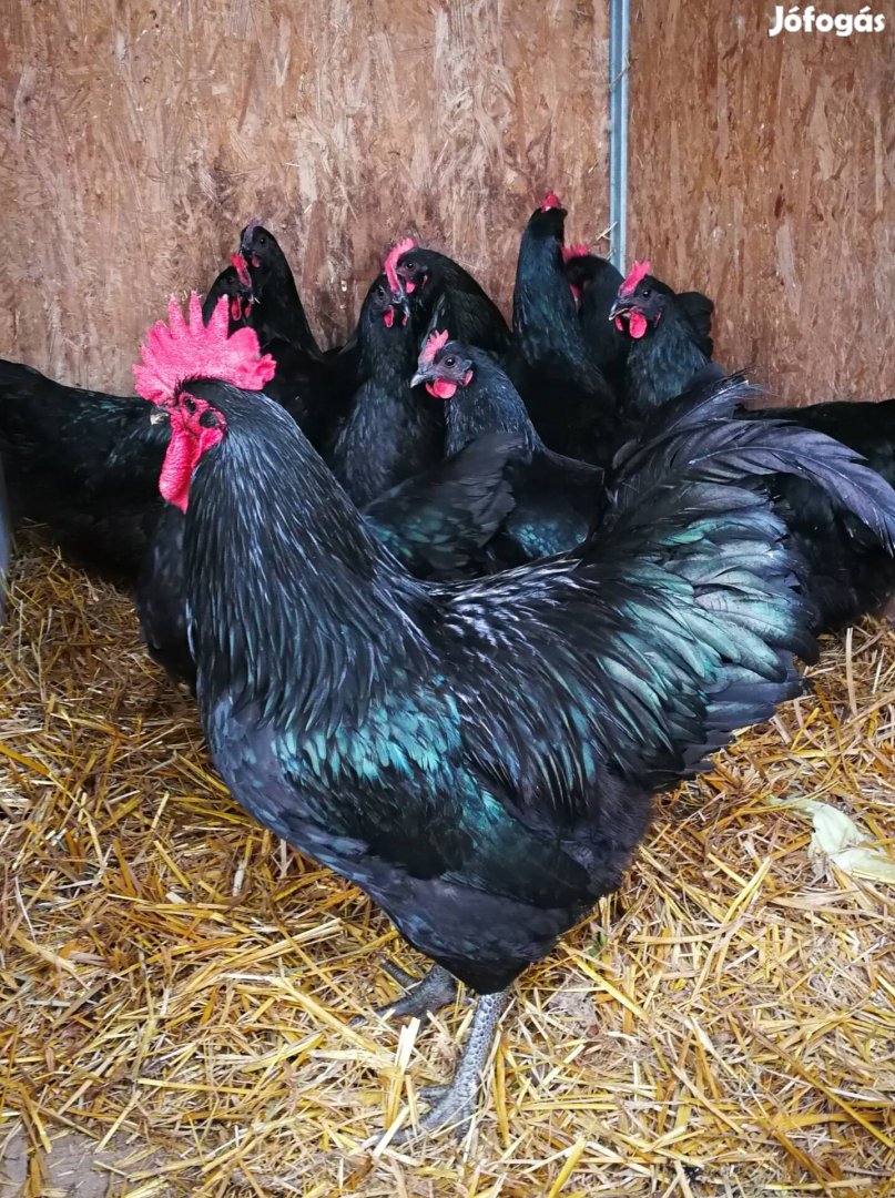 Australorp kakas, tyúk és jérce eladó