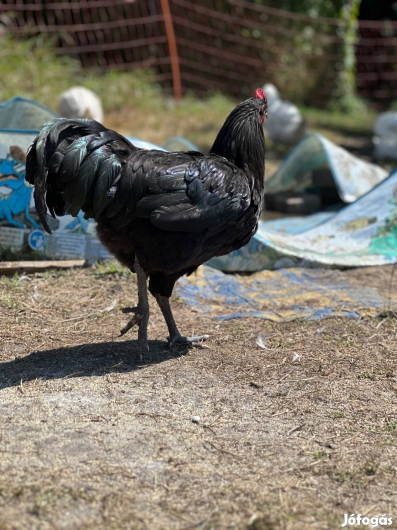 Australorp kakas eladó