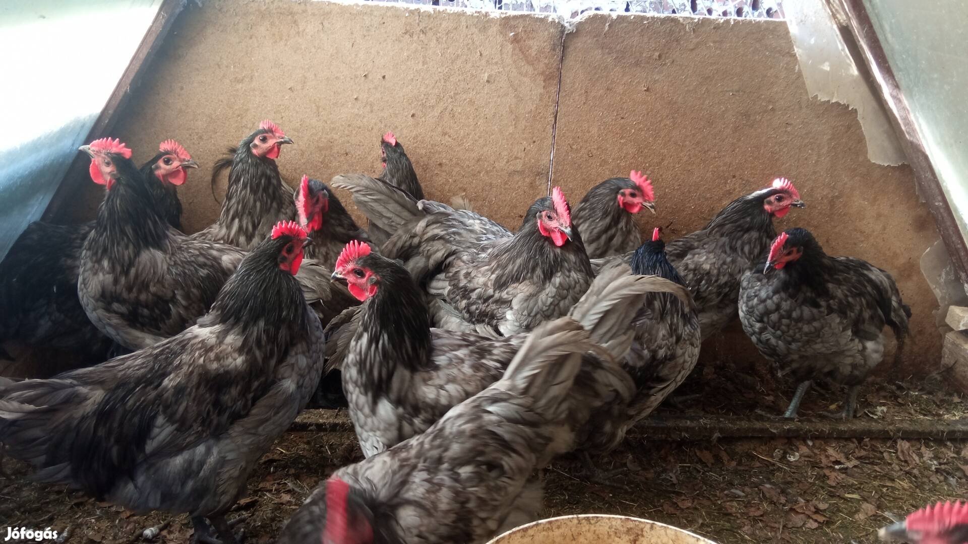 Australorp kakas eladó 