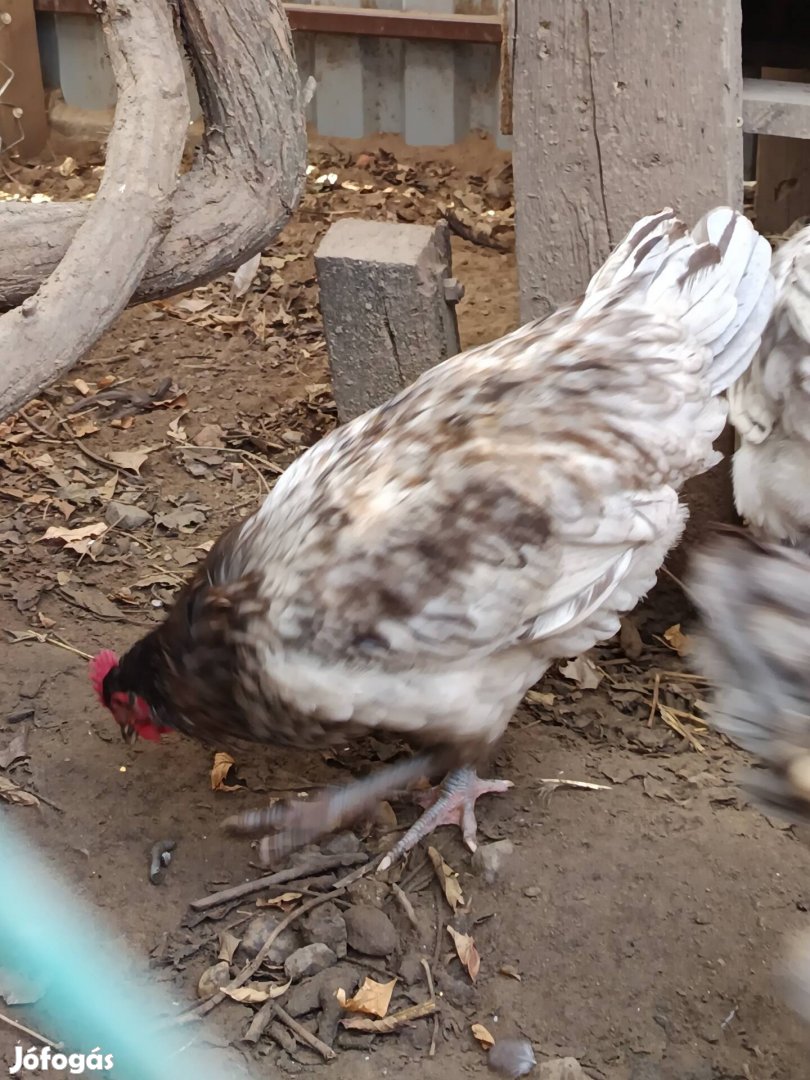 Australorp kakas eladó!