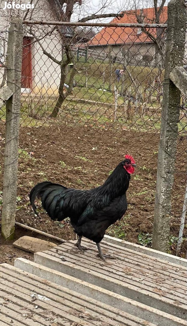 Australorp kakasok