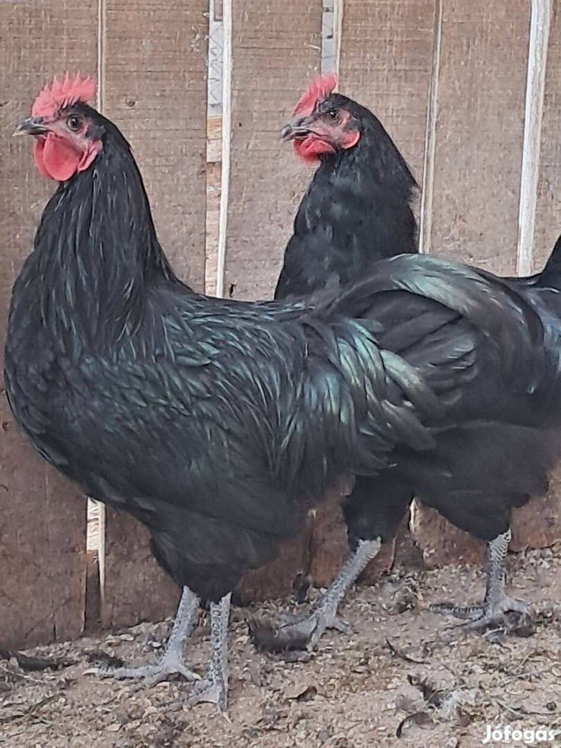 Australorp kakasok