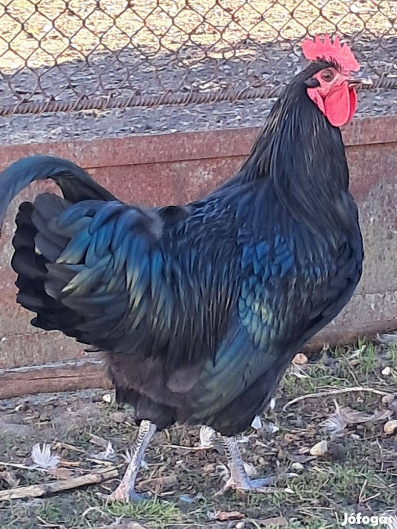 Australorp kakasok