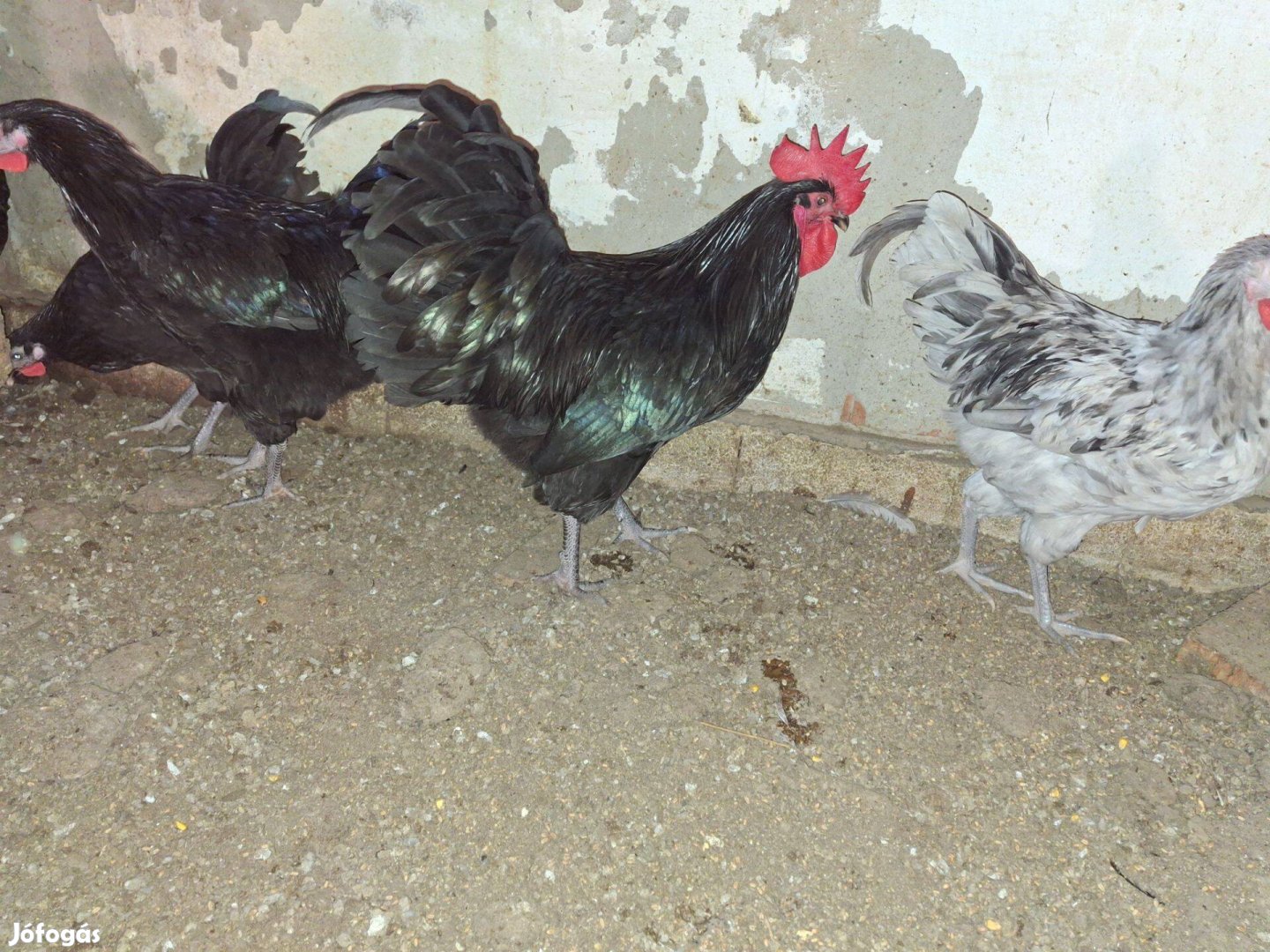 Australorp kakasok