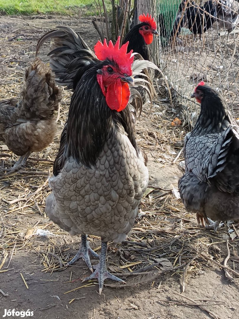 Australorp kakasok