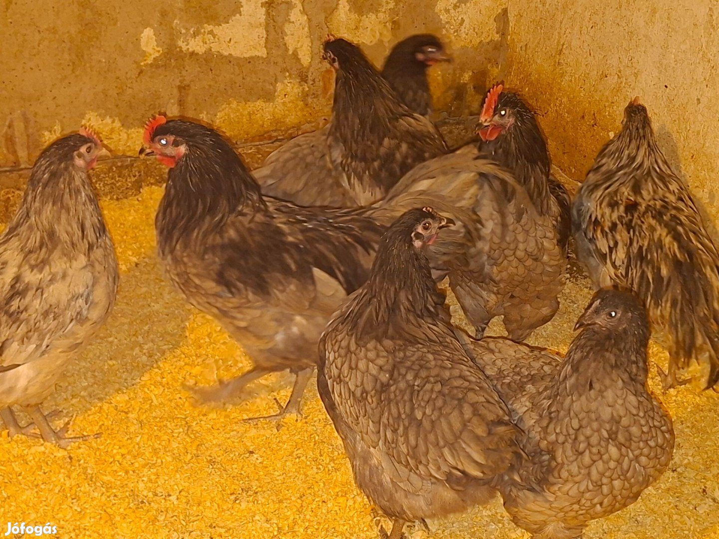 Australorp kakasok