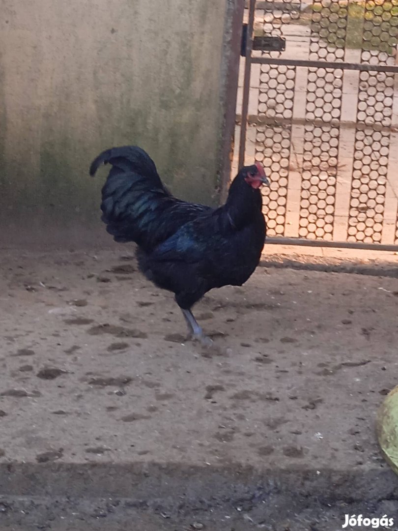 Australorp kakasok 