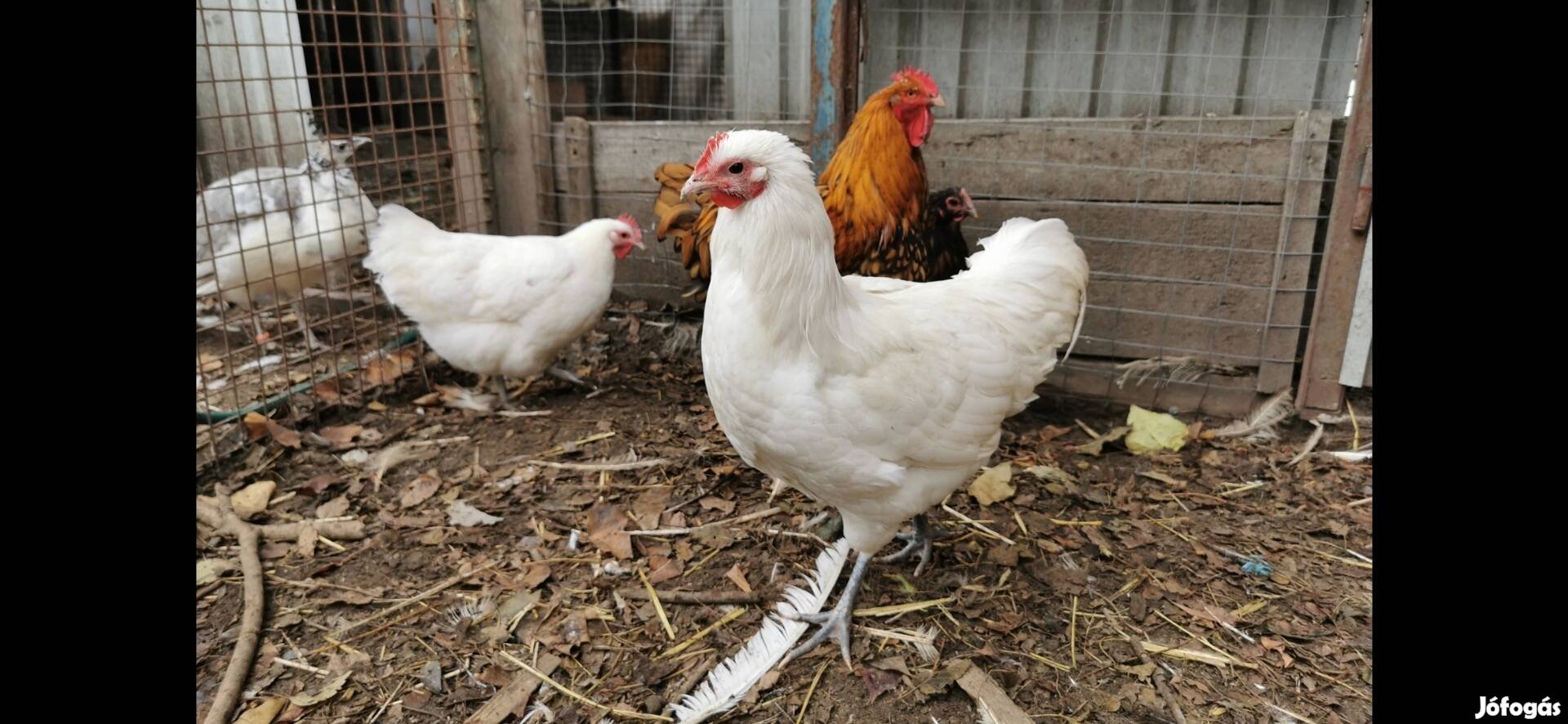 Australorp kakasok 