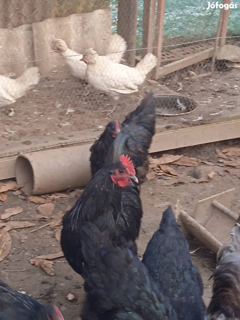 Australorp kakasok 