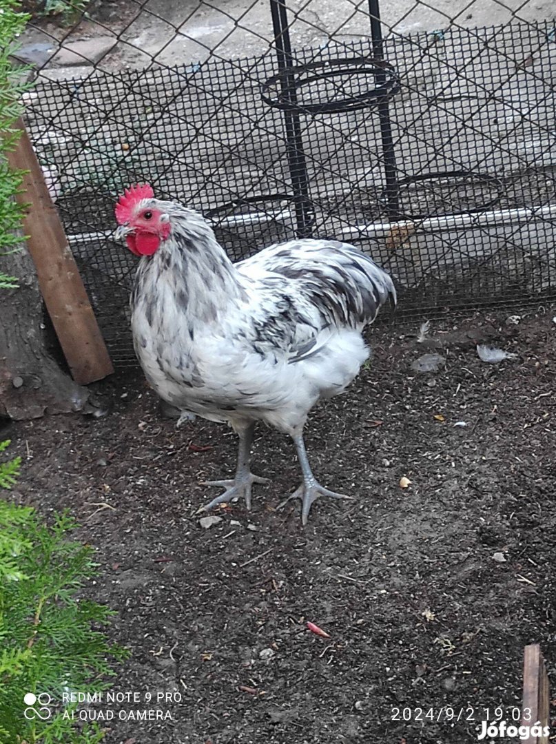 Australorp kakasok (5 hónaposak)