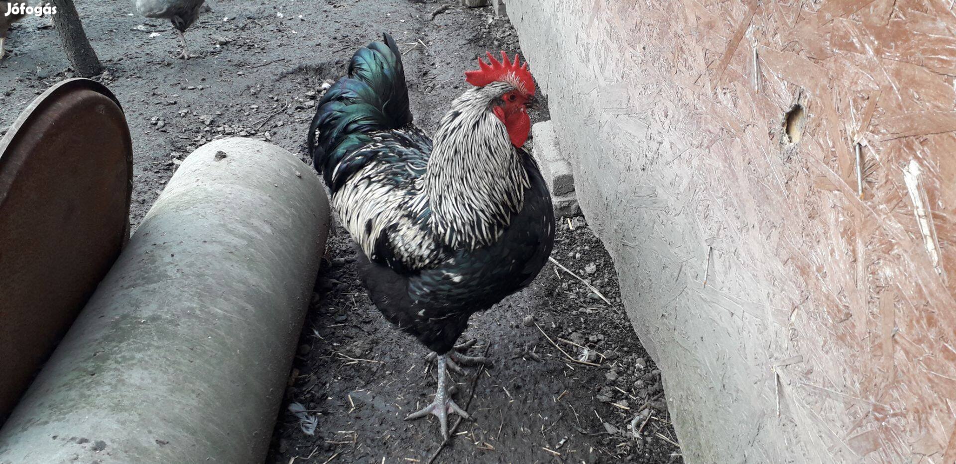 Australorp kakasok eladóak