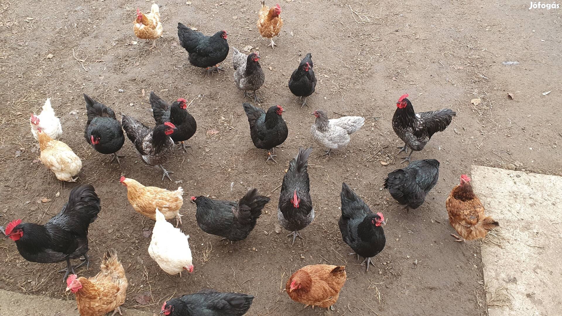 Australorp kakasok eladók