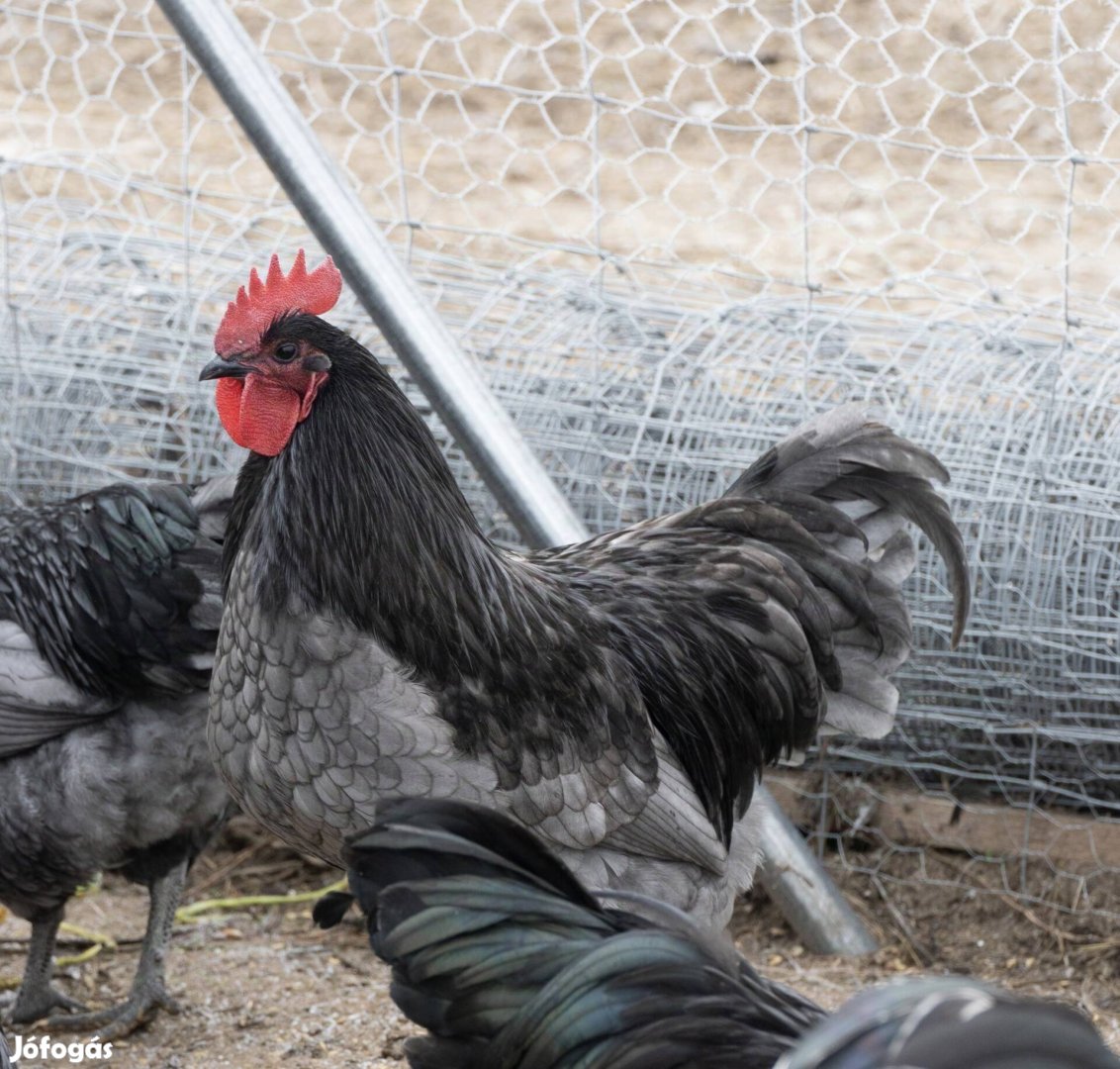 Australorp kakasok eladók