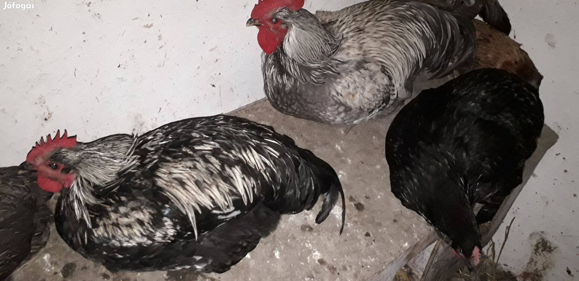 Australorp kakasok és tyúk eladó