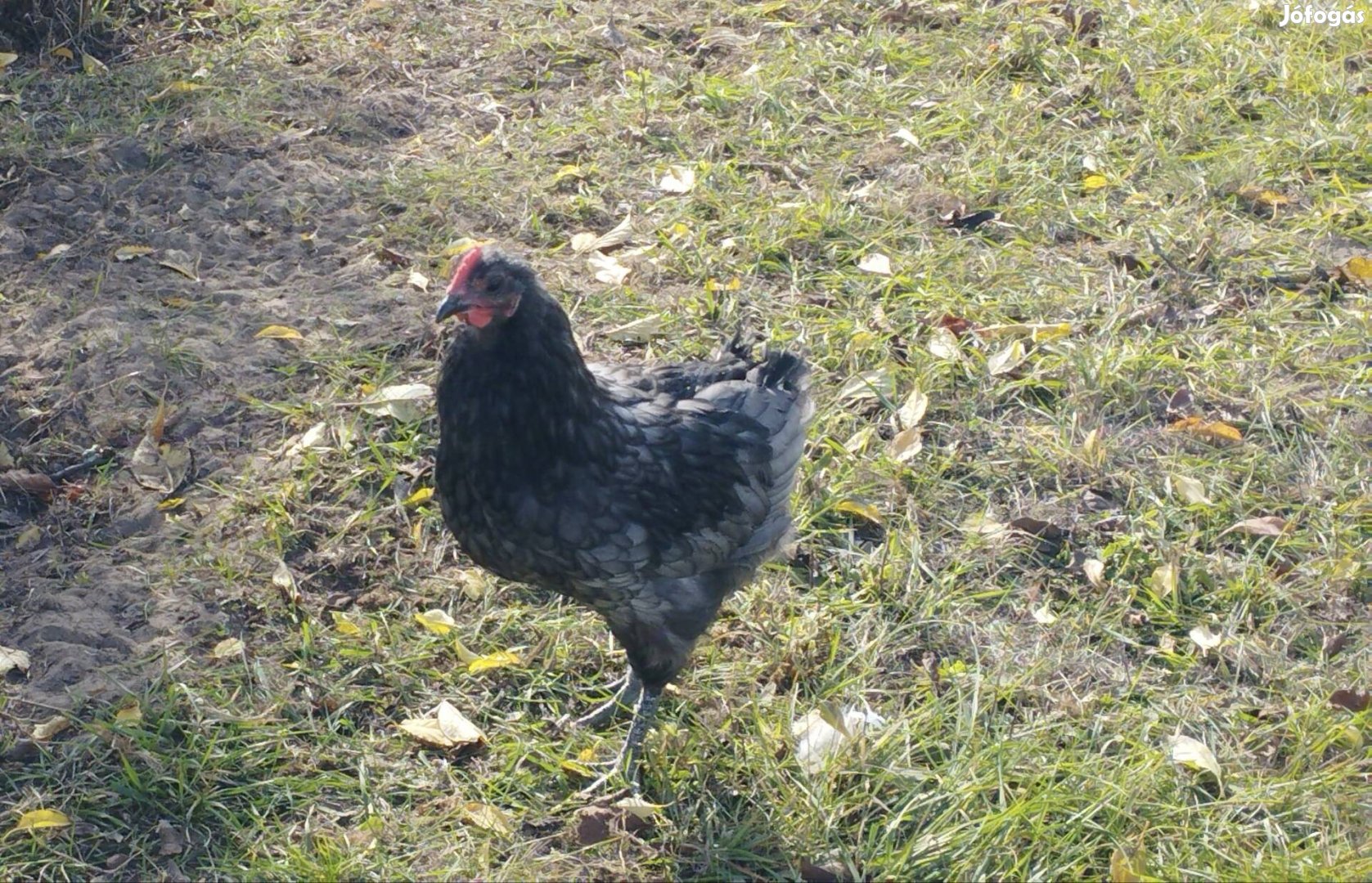 Australorp növendék kakasok 