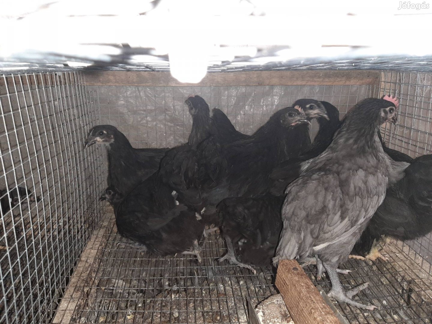 Australorp növendékek eladók