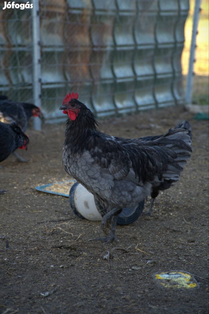 Australorp tavaszi kakasok 