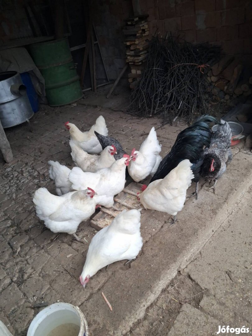 Australorp tenyéstojás