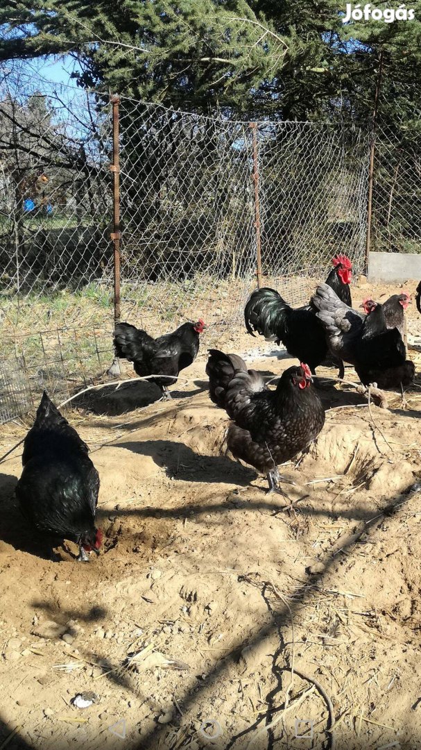 Australorp tenyésztojás