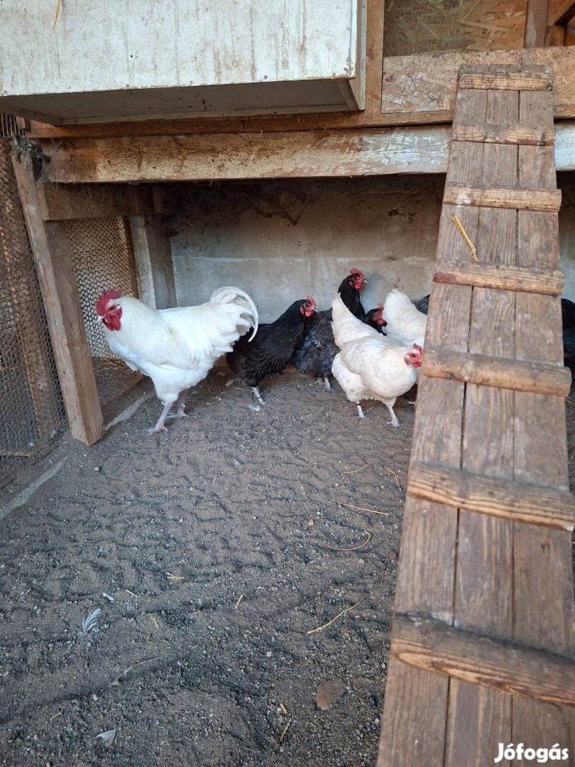 Australorp tenyésztojás eladó