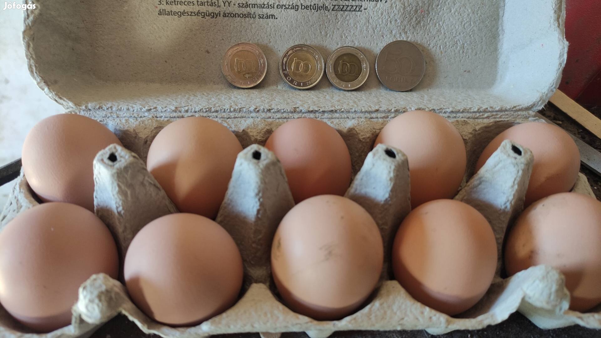 Australorp tojás