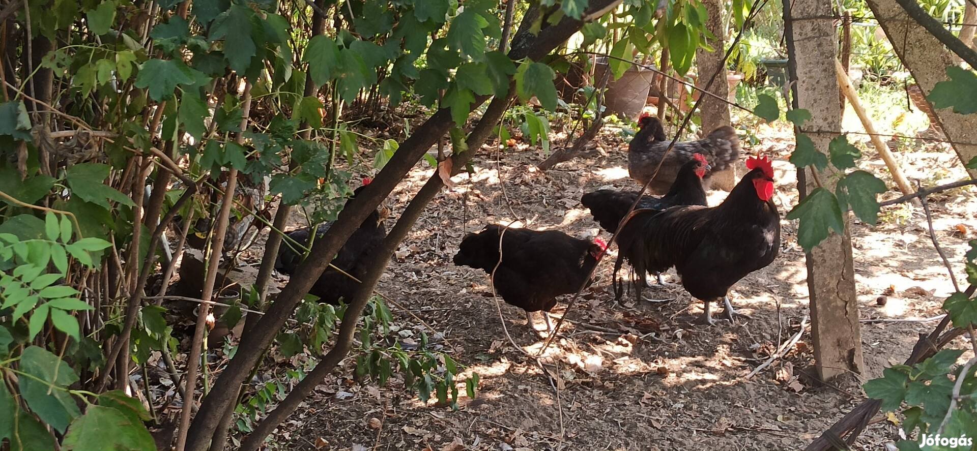 Australorp tyúk eladó Vácon