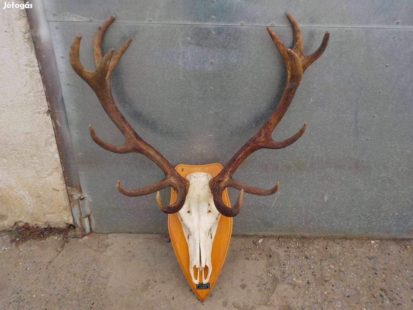 Ausztriából származó,szép nagyméretű gimtrófea eladó