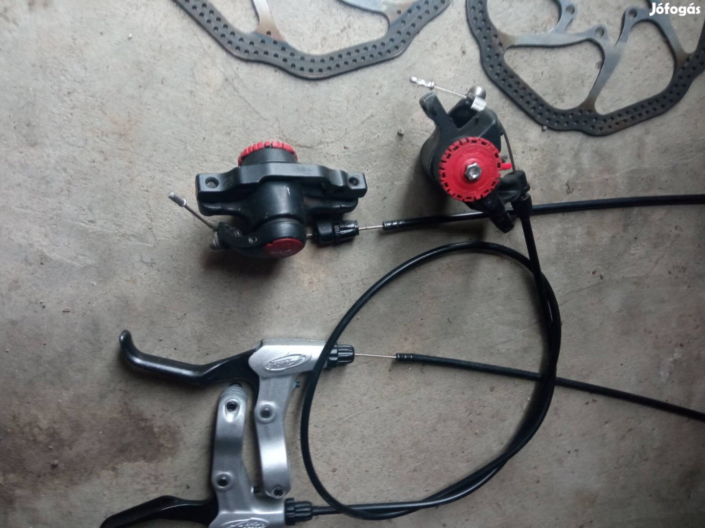 Avid tárcsafekszett