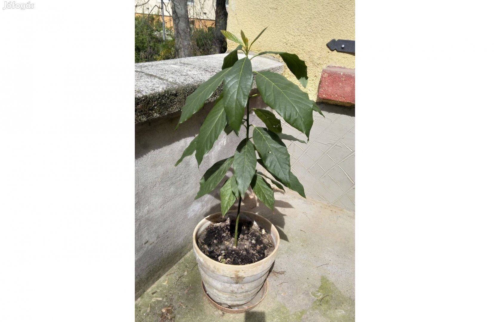 Avokádó - 70 cm. - Zugló