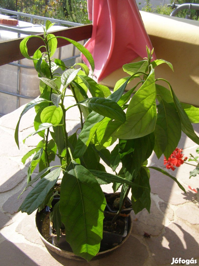 Avokádó szobanövény 2darab van belőle